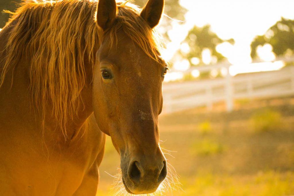 close up of brown horse in a sunny field