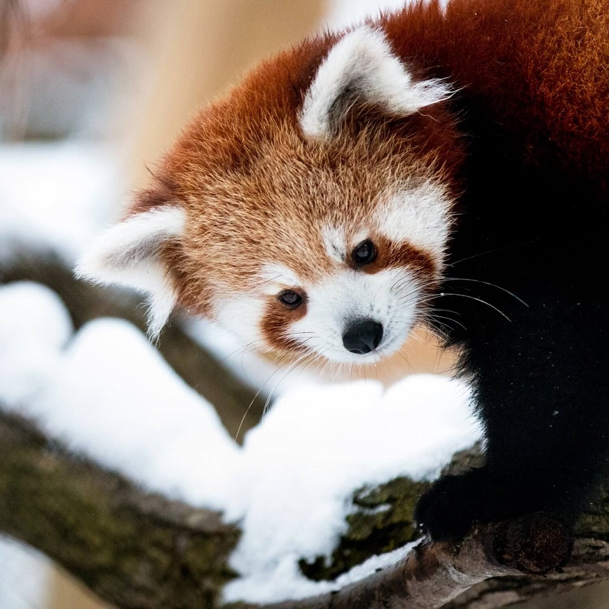 Close-up of a red panda in the winter.