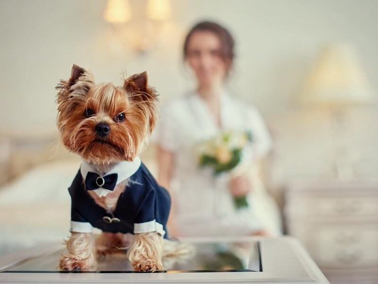 Little dog wearing a tuxedo with the bride owner in the background.