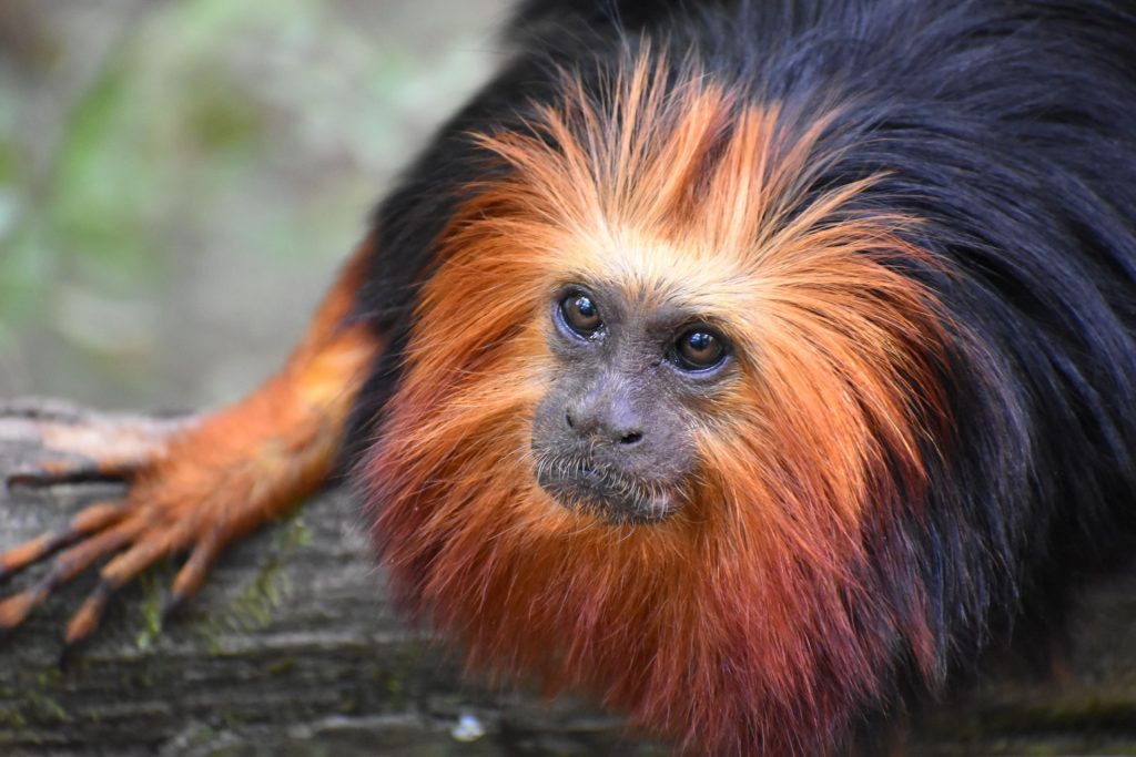 Close up of a tamarin monkey.