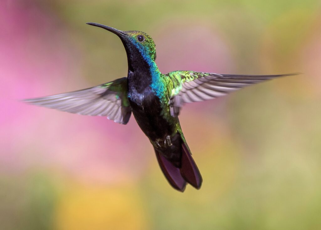 Closeup of a hummingbird.