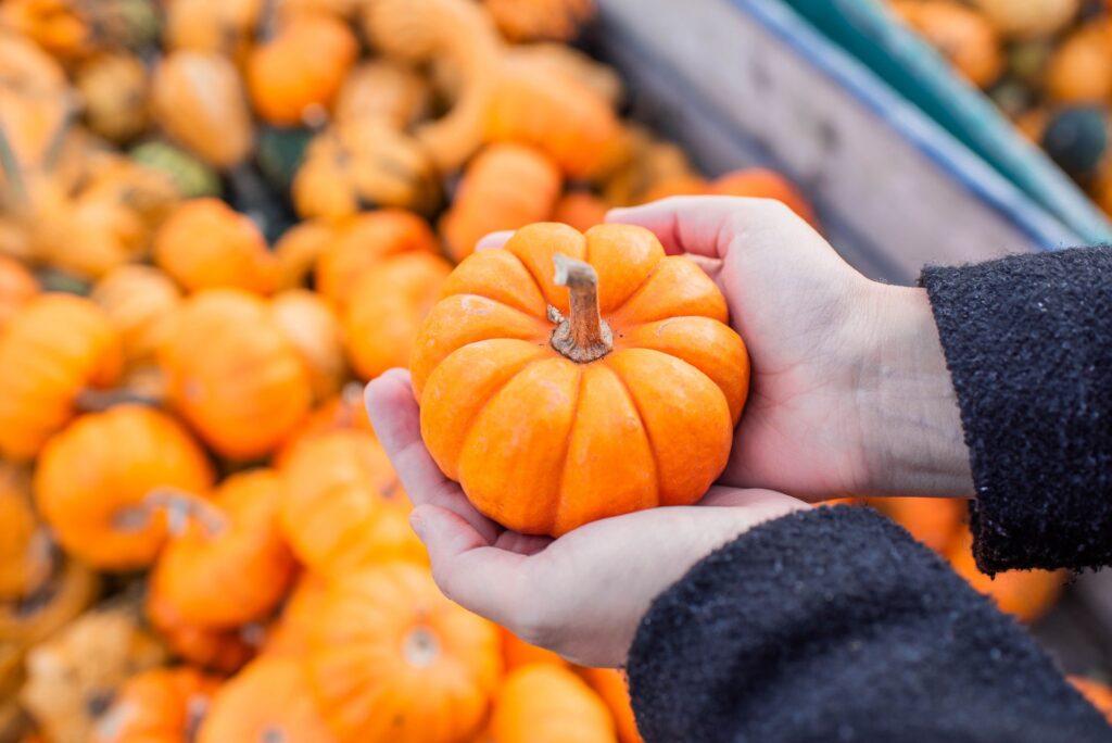 Hands holding a mini pumpkin.