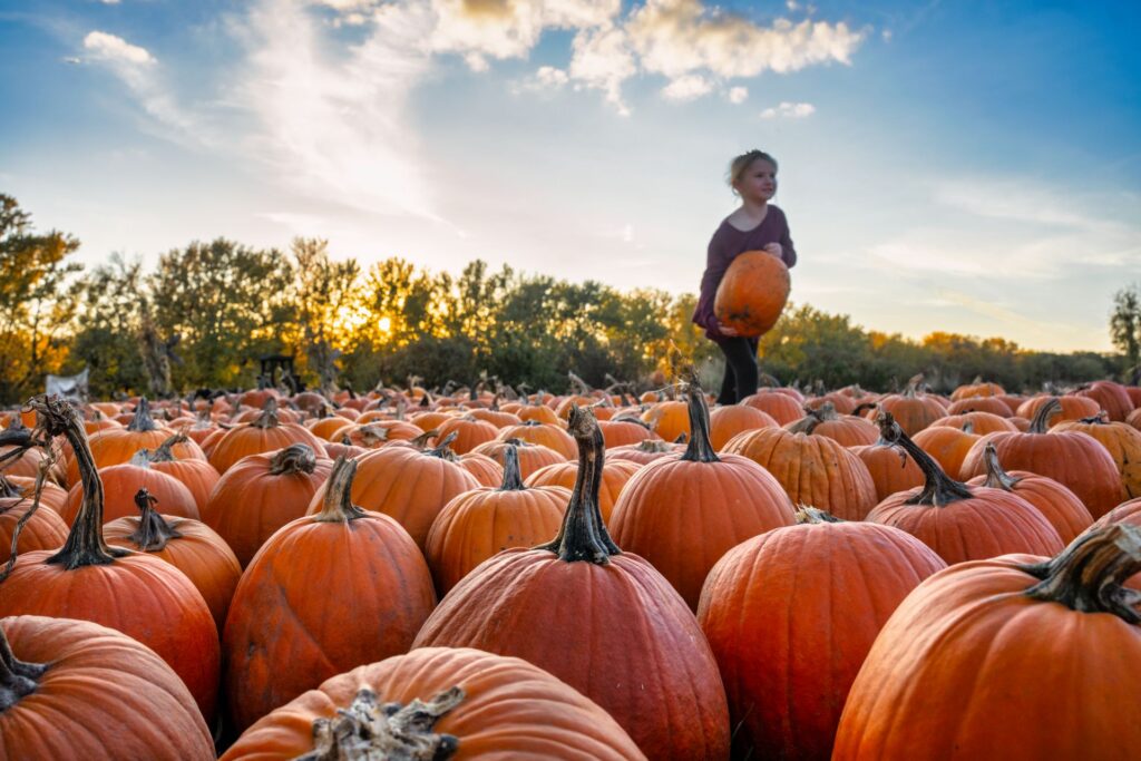 A kid carrying a pumpkin through a pumpkin patch.
